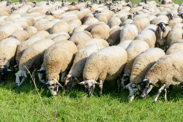Detalhes Algumas Ovelhas Comendo Prado Verde — Fotografia de Stock