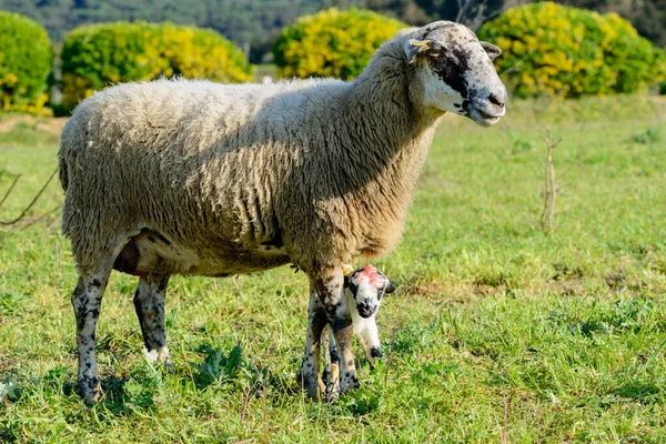 Details Some Sheep Eating Green Meadow — Stock Photo, Image