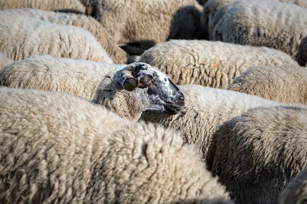 Подробности Овцы Ели Зеленом Лугу — стоковое фото