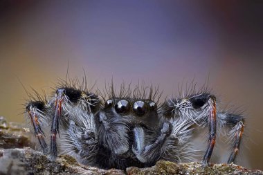 Makro fotoğraf, araneomorfik örümcekler familyasından Salticidae adında bir örümcek türü.
