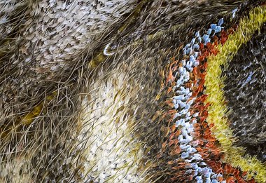 Bir kelebeğin kanadının ayrıntıları mikroskop hedefinde