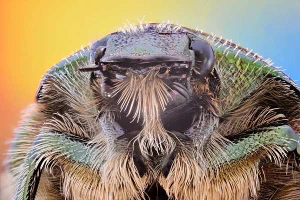 Insects Photographed Microscope Objective Using Focus Stacking Technique — Stock Photo, Image