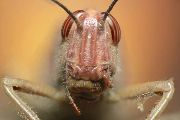 Hmyz Vyfocený Cílem Mikroskopu Pomocí Techniky Focus Stacking — Stock fotografie