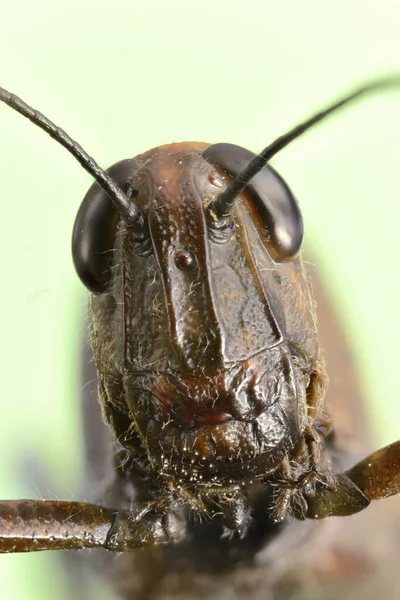 Insekten Mit Einem Mikroskopobjektiv Mit Der Fokusstapeltechnik Fotografiert — Stockfoto