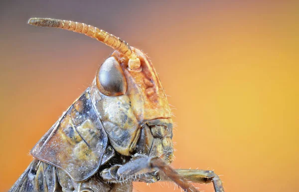 Insetos Fotografados Com Objetivo Microscópio Usando Técnica Empilhamento Foco — Fotografia de Stock