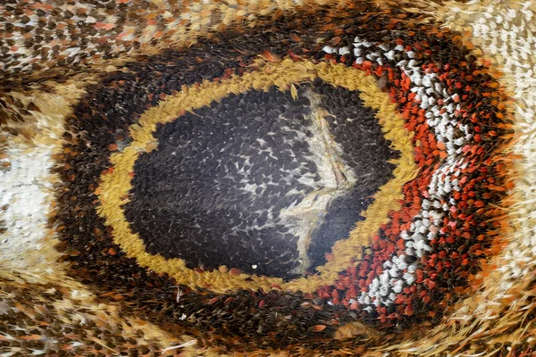 Detail Křídla Motýla Přes Mikroskopický Objekt — Stock fotografie