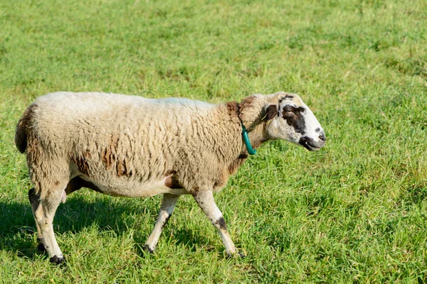 Details Some Sheep Eating Green Meadow — Stock Photo, Image