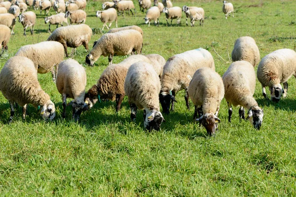 Detaljer Några Får Äter Grön Äng — Stockfoto