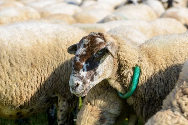 Details Some Sheep Eating Green Meadow — Stock Photo, Image