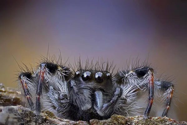 Makro fotoğraf, araneomorfik örümcekler familyasından Salticidae adında bir örümcek türü.