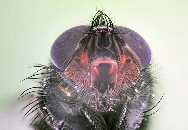 Insectos Fotografiados Con Objetivo Microscopio Utilizando Técnica Focus Stacking — Foto de Stock