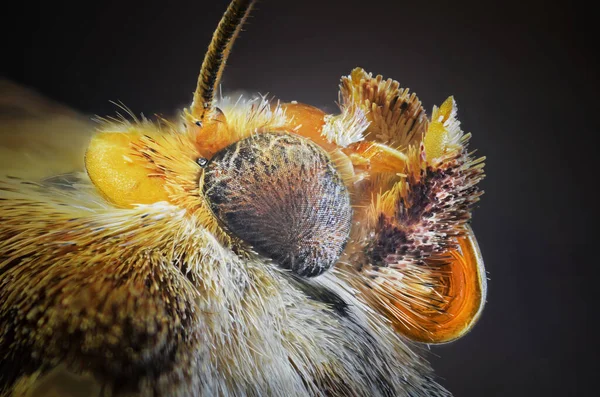Insectos Fotografiados Con Objetivo Microscopio Utilizando Técnica Focus Stacking — Foto de Stock