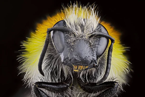 Insekten Mit Einem Mikroskopobjektiv Mit Der Fokusstapeltechnik Fotografiert — Stockfoto