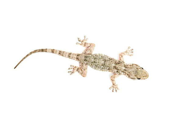 Společné gecko — Stock fotografie
