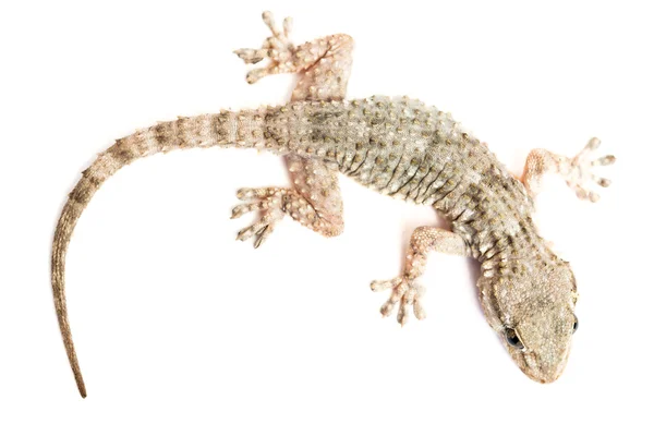 Ortak gecko — Stok fotoğraf