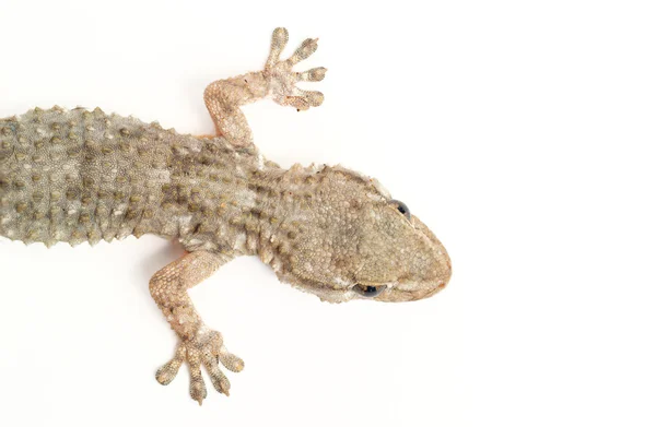 Společné gecko — Stock fotografie