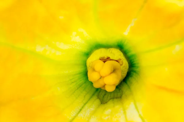 Flor de calabacín — Foto de Stock