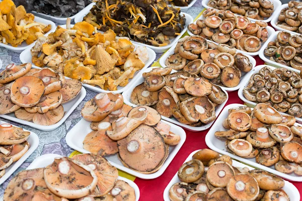 Funghi assortiti — Foto Stock