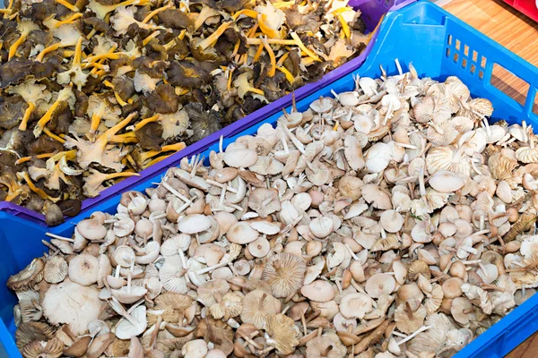 Assorted mushrooms — Stock Photo, Image