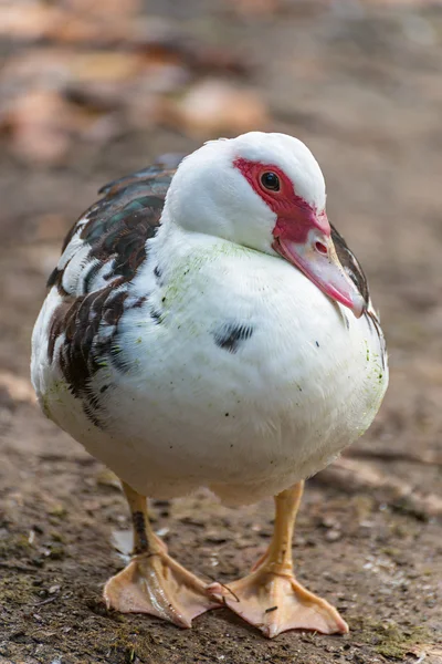 Detalhe de um pato — Fotografia de Stock