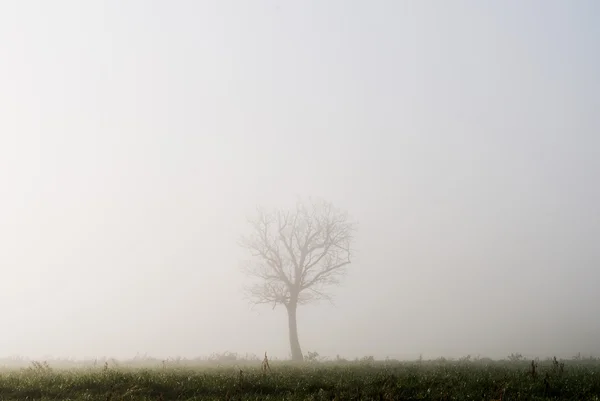 Paisaje con niebla —  Fotos de Stock
