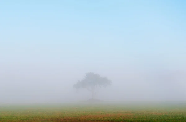 Krajina s mlha — Stock fotografie