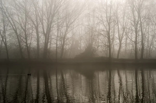 Paysage avec brouillard — Photo
