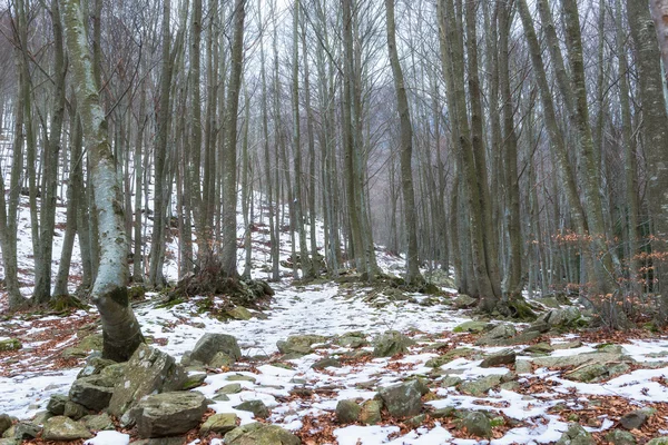 Zasněžený les — Stock fotografie