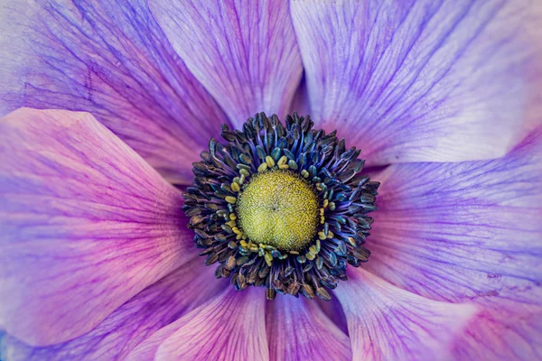 Flor de lila — Foto de Stock