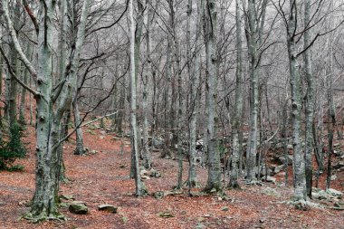 Kışın kayın ormanı