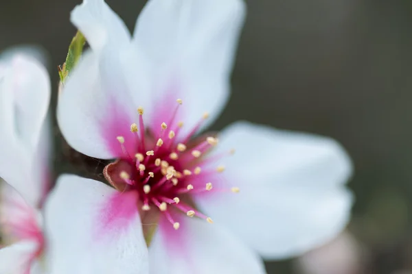 Almond Blossom — Stock Photo, Image