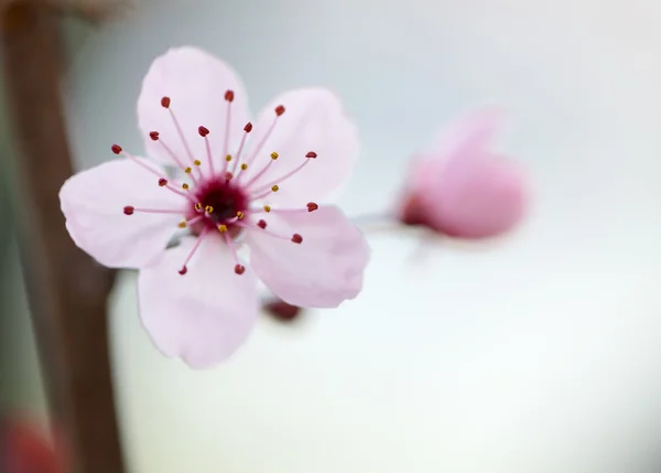 Plum Flower — Stock Photo, Image