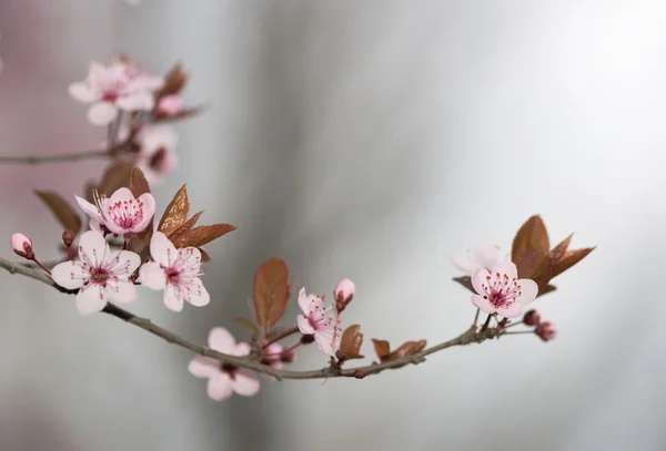 Flor de ameixa — Fotografia de Stock