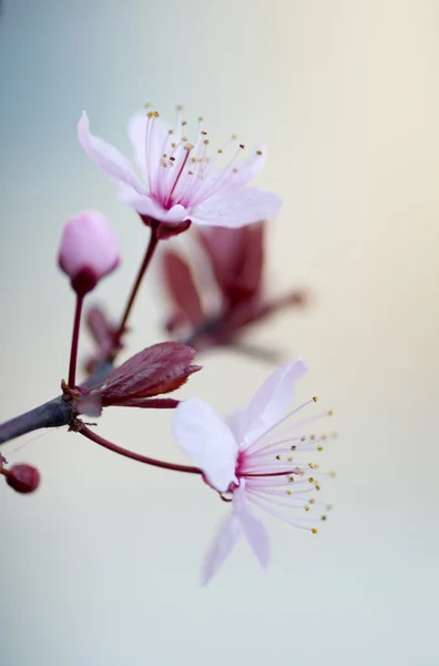 Flor de ameixa — Fotografia de Stock