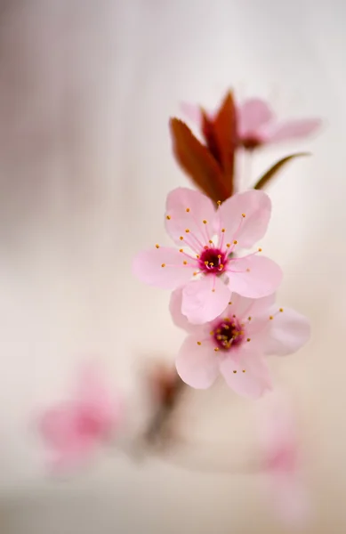 Plum Flower — Stock Photo, Image