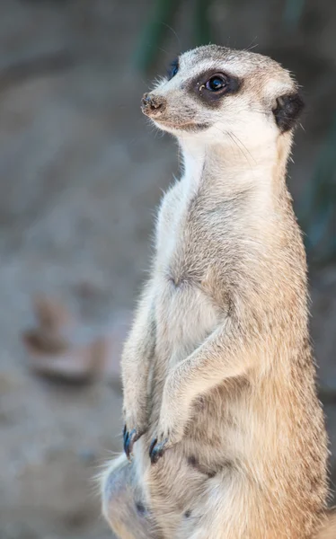 Suricata suricatta — Fotografia de Stock