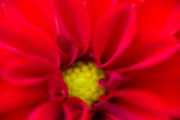 Hortensis de Dahlia — Foto de Stock