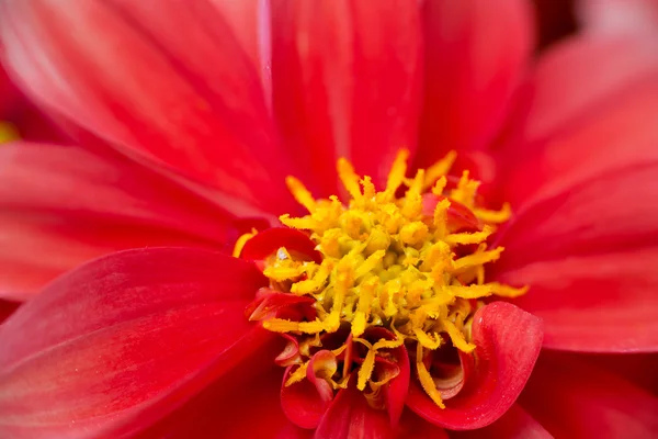 Dahlia hortensis — Stock Photo, Image