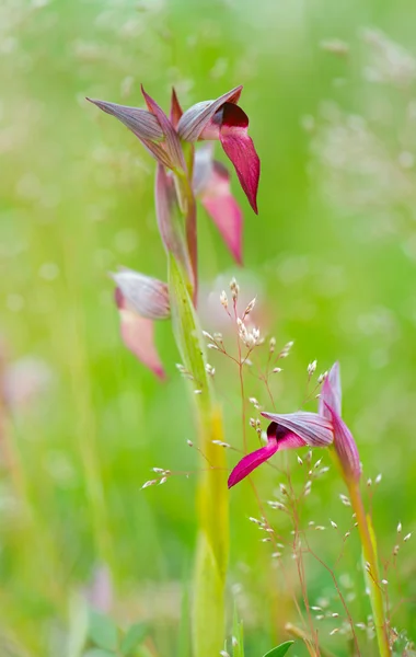 Orkide Serapias lingua — Stok fotoğraf