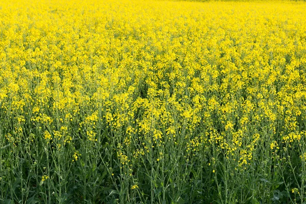 Rapeseed field — Stock Photo, Image