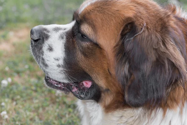 St. Bernard — Stock fotografie