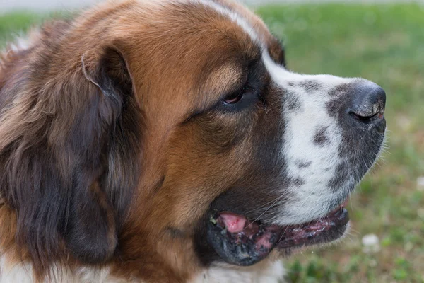 St. Bernard — Stockfoto