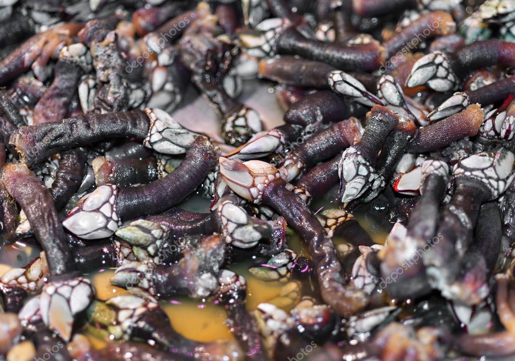 Barnacles Stock Photo by ©gitanna 73514777