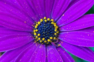 Osteospermum ecklonis