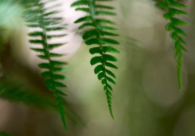 Ormanda eğrelti otları