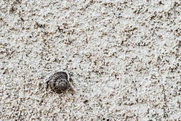 Snail on a wall — Stock Photo, Image