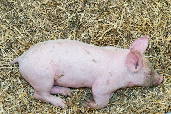 Cerdito recién nacido — Foto de Stock