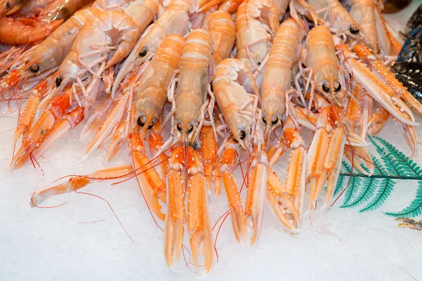 Nephrops norvegicus — Stock fotografie