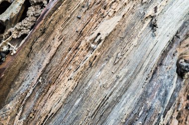 Çürümüş ahşap gövde