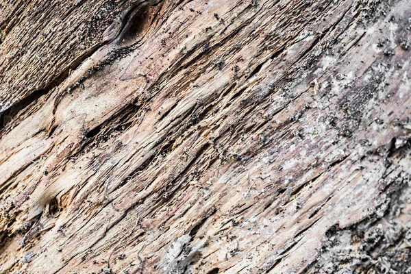 Rotten wood trunk — Stock Photo, Image